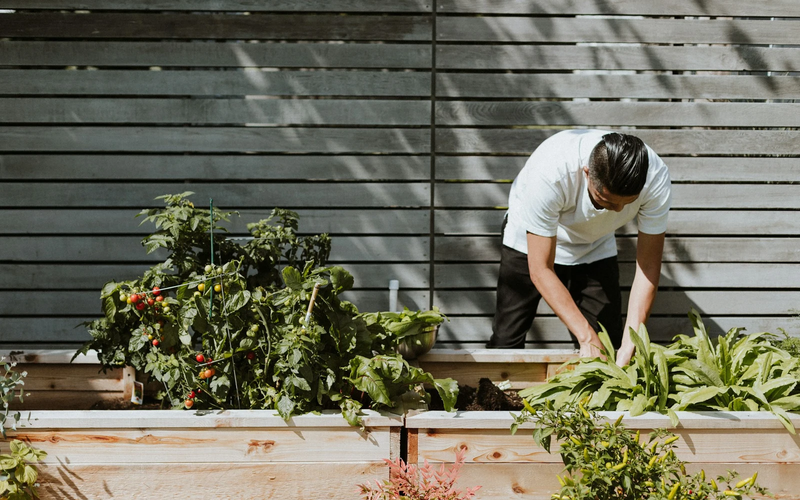 A person tending vegetables in raised garden beds